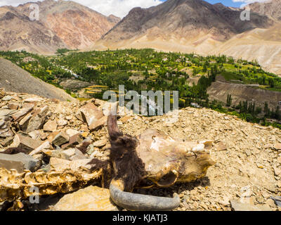 Scheletro di vacca - Sham Valley trek - Paesaggi del Ladakh - India Foto Stock