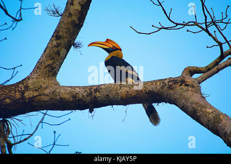 Il grande hornbill, Buceros simum, il Parco Nazionale di Kaziranga, Assam, India Foto Stock