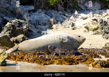 Nuova nata Elefante marino del sud (Mirounga leonina) allattamento su madre Shoalwater Island Marine Park, Australia occidentale Foto Stock