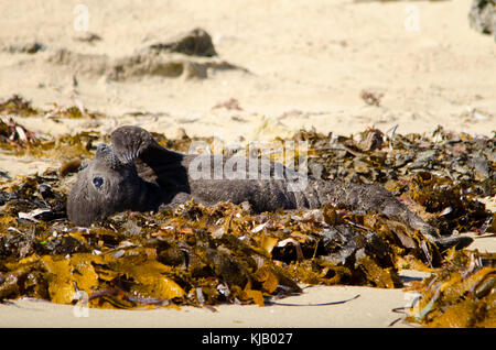 Nuova nata Elefante marino del sud (Mirounga leonina) Shoalwater Island Marine Park, Australia occidentale Foto Stock