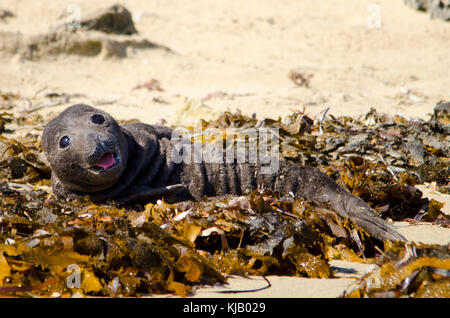 Nuova nata Elefante marino del sud (Mirounga leonina) Shoalwater Island Marine Park, Australia occidentale Foto Stock