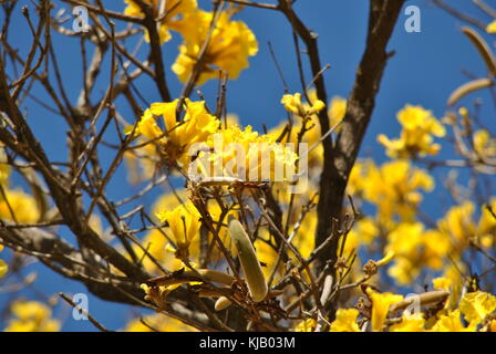 Tabebuia aurea Foto Stock