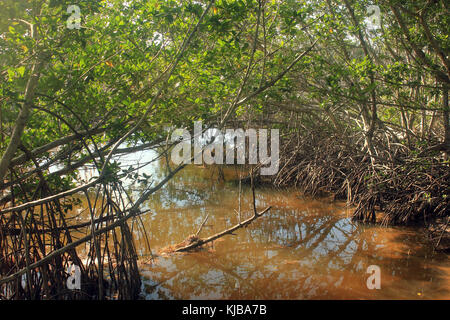 La Gfp Florida keys chiave lungo il parco statale del flusso di mangrovie Foto Stock