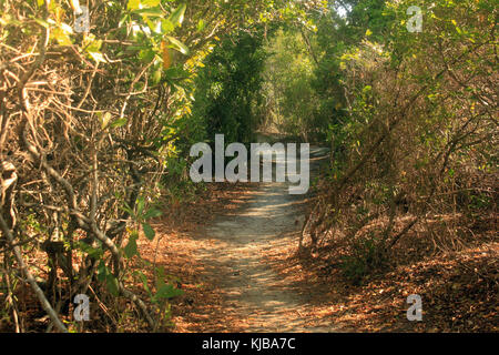 La Gfp Florida keys chiave lungo il parco statale passerella della foresta Foto Stock