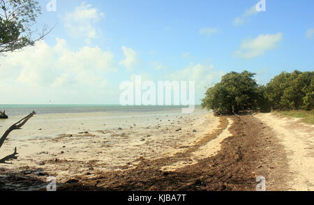 La Gfp Florida keys chiave lungo il parco statale vista costiera Foto Stock