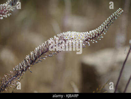 Flower spike di mare squill, drimia maritima è una specie di pianta flowering in famiglia asparagaceae, sottofamiglia scilloideae. Questa specie è noto b Foto Stock