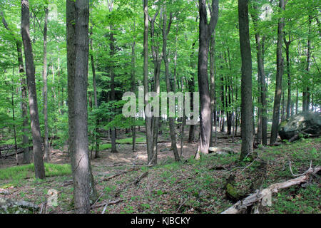 La Gfp pennsylvania terra promessa stato parco foresta da un alto punto di vantaggio Foto Stock