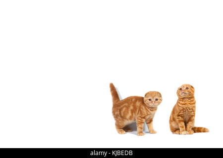 Collage di foto su bianco isolato sfondo ripiegato scozzese cat colore del marmo rosso di panna Foto Stock