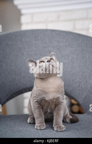 Grigio birmani gattino seduto su un tessuto grigio in cattedra all'interno contro il bianco di pareti in mattoni e caminetto Foto Stock