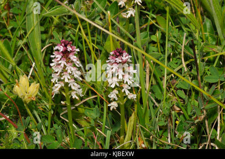 Bruciò Orchid 'Neotinea ustulata' trovato su antiche, corto, prati calcarei.Inizio modulo,fiori da maggio a giugno. Wiltshire, Regno Unito. Foto Stock