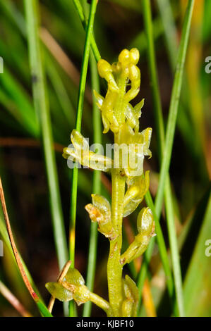 Bog Orchid,'Hammarbya paludosa' trovato in torba con acqua corrente, non completamente aperto, fiori da luglio a settembre, New Forest Hampshire, UK Foto Stock