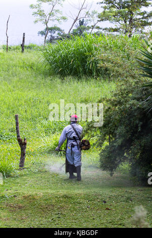 Uomo con un erbaccia whacker Falciare il prato in un grande cantiere in Costa Rica Foto Stock