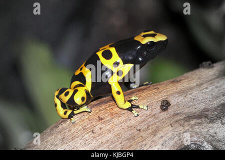 Sud Americana a bande di colore giallo o giallo intitolata poison dart (rana Dendrobates leucomelas), a.k.a. Bumblebee poison frog Foto Stock