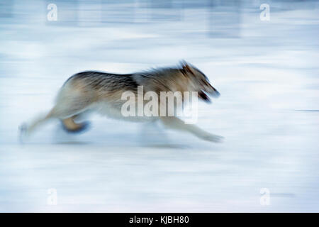 Un lupo Artico, a Adventuraid, Quebec, Canada Foto Stock