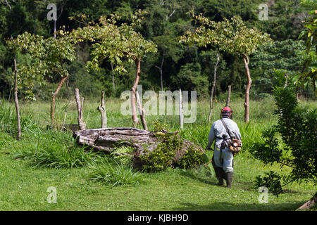 Uomo con un erbaccia whacker Falciare il prato in un grande cantiere in Costa Rica Foto Stock