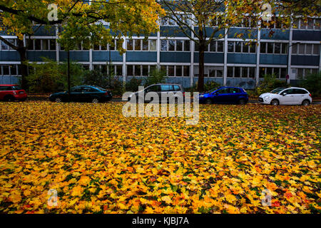 Foglie colorate su alberi in autunno. heidelberg, germania Foto Stock