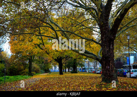 Foglie colorate su alberi in autunno. heidelberg, germania Foto Stock