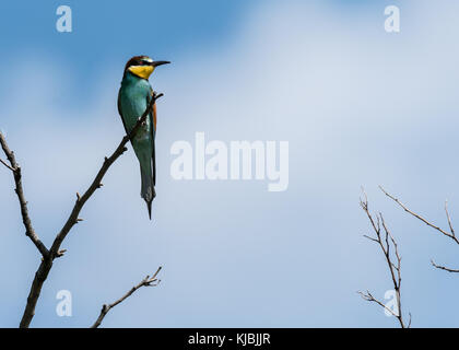 Un europeo Gruccione (Merops apiaster) poggiante su un albero, Austria Foto Stock