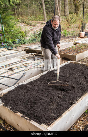 Uomo che utilizza un rastrello giardino al livello di un processo di  compostaggio di fresco giardino rialzato in un orto comunitario in  Isssaquah, Washington, Stati Uniti d'America Foto stock - Alamy
