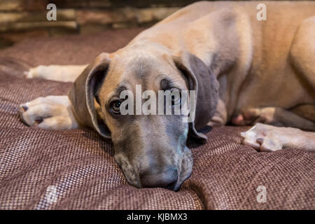 Alano cucciolo "Evie' appoggiato sul suo letto in Issaquah, Washington, Stati Uniti d'America Foto Stock