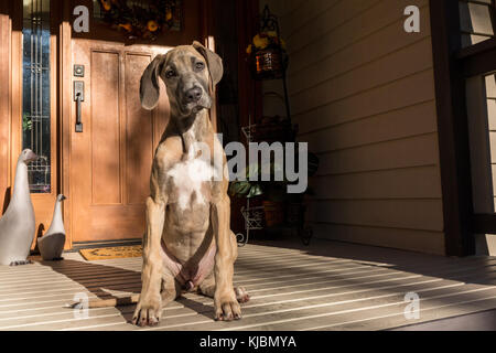 Alano cucciolo "Evie' seduta sul suo portico anteriore in Issaquah, Washington, Stati Uniti d'America Foto Stock