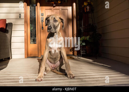 Alano cucciolo "Evie' seduta sul suo portico anteriore in Issaquah, Washington, Stati Uniti d'America Foto Stock