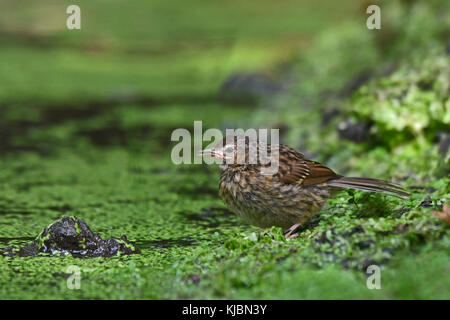 Dunnock Prunella modularis capretti Agosto Norfolk Foto Stock