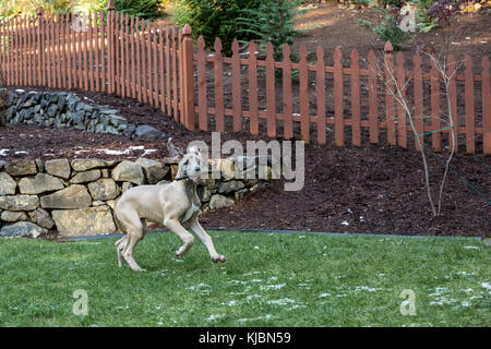 Alano cucciolo "Evie' il recupero di un bastone nel suo cortile in Issaquah, Washington, Stati Uniti d'America Foto Stock