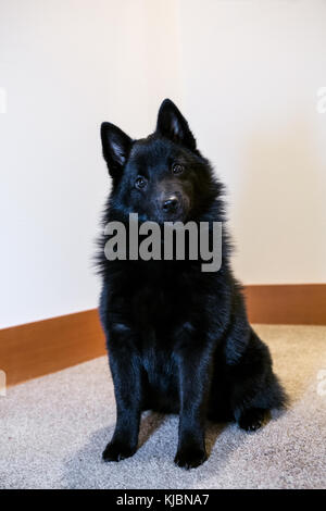 Schipperke Puppy 'Cash' seduto su una scalinata di atterraggio in Maple Valley, Washington, USA Foto Stock