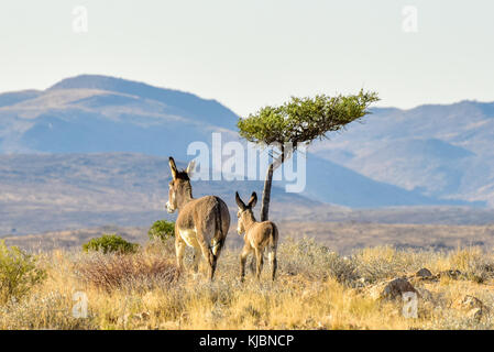 Un adulto e giovane asino a piedi nei campi di erongo, Namibia in Africa. Foto Stock