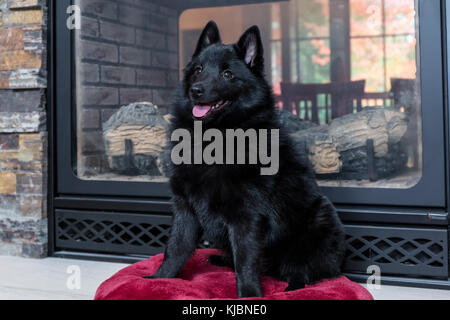 Schipperke cucciolo 'Cash' seduto su un cuscino di fronte al suo due finestre camino in Maple Valley, Washington, Stati Uniti Foto Stock