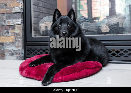 Schipperke cucciolo "Cash' che poggia su un cuscino davanti al suo caminetto nella valle di acero, Washington, Stati Uniti d'America Foto Stock