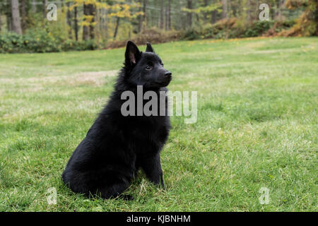 Schipperke cucciolo "Cassa" seduta nel suo prato su un 'stay' comando, guardando molto allerta in Valle d'acero, Washington, Stati Uniti d'America Foto Stock