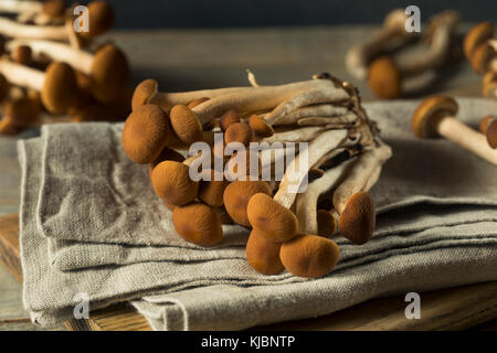 Materie marrone di funghi pioppini pronto per cucinare Foto Stock