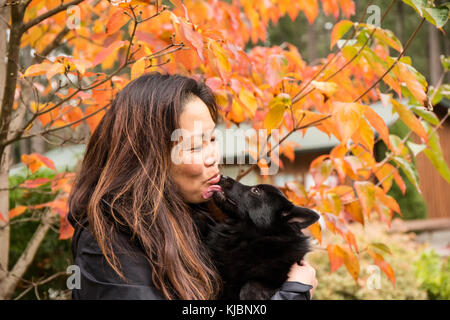 Donna che mantiene il suo cucciolo Schipperke "Cassa" mentre egli dona il suo 'doggy baci' su una giornata autunnale nella valle di acero, Washington, Stati Uniti d'America Foto Stock