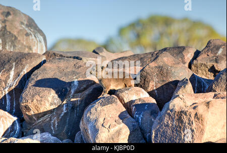 Il rock hyrax - localmente noto come rock dassies - uno dei principali residenti della faretra albero della foresta nel sud della Namibia. sono realmente più closel Foto Stock