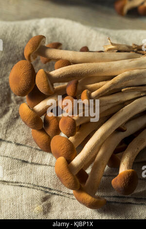 Materie marrone di funghi pioppini pronto per cucinare Foto Stock