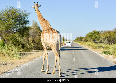 La giraffa sulla strada con il traffico che passa nel parco nazionale Etosha, Namibia, africa. Foto Stock