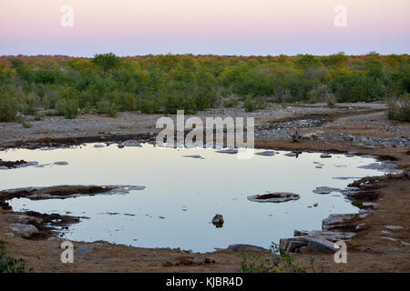 Foro di irrigazione in halali rest camp in Etosha National Park, Namibia. Foto Stock