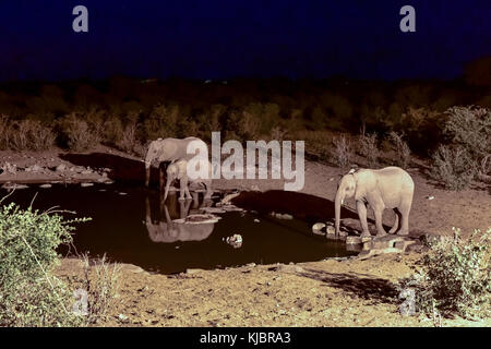 Gli elefanti al halali Watering Hole in Etosha National Park, Namibia Foto Stock