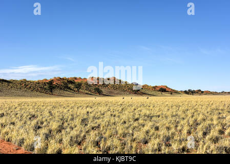 Il paesaggio del deserto in namibrand riserva naturale in Namibia. Foto Stock