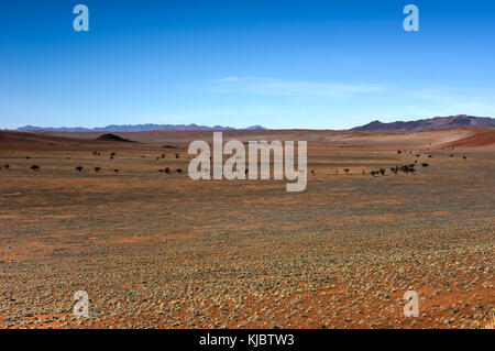 Cerchi di fata, situato nel deserto del Namib, nel namib-naukluft parco nazionale della Namibia. Foto Stock