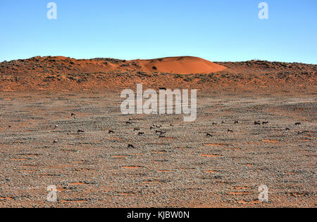 Cerchi di fata, situato nel deserto del Namib, nel namib-naukluft parco nazionale della Namibia. Foto Stock