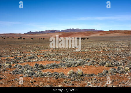 Cerchi di fata, situato nel deserto del Namib, nel namib-naukluft parco nazionale della Namibia. Foto Stock