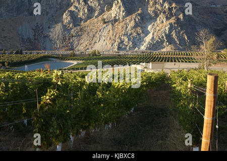 Il cabernet sauvignon è uno del mondo più ampiamente riconosciuto in rosso le varietà di uve da vino. è cresciuto in quasi tutti i principali paesi produttori di vino amo Foto Stock