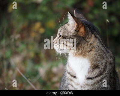 Gatto in giardino cercando in distanza Foto Stock