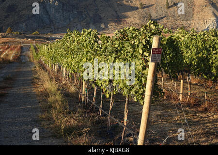 Il cabernet sauvignon è uno del mondo più ampiamente riconosciuto in rosso le varietà di uve da vino. è cresciuto in quasi tutti i principali paesi produttori di vino amo Foto Stock