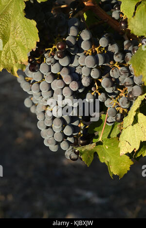 Il cabernet sauvignon è uno del mondo più ampiamente riconosciuto in rosso le varietà di uve da vino. è cresciuto in quasi tutti i principali paesi produttori di vino amo Foto Stock