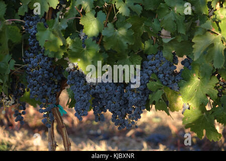 Abernet sauvignon è uno del mondo più ampiamente riconosciuto in rosso le varietà di uve da vino. è cresciuto in quasi tutti i principali paesi produttori di vino amon Foto Stock