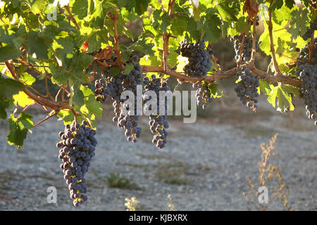 Il cabernet sauvignon è uno del mondo più ampiamente riconosciuto in rosso le varietà di uve da vino. è cresciuto in quasi tutti i principali paesi produttori di vino amo Foto Stock